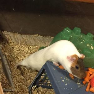 Meet your Posher, Crystal